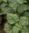 Aromatiche Pogostemon cablin