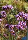 Aromatiche Verbena officinalis