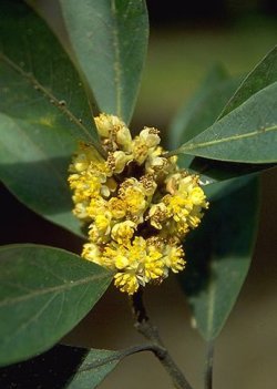 Piante Medicinali Laurus nobilis