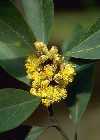 Aromatiche Laurus nobilis