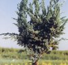 Aromatiche Juniperus communis
