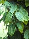Aromatiche Piper nigrum