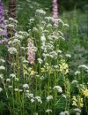 Aromatiche Valeriana officinalis