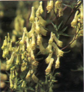 Aconito