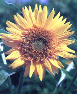 Girasole