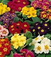 Piante Medicinali Primula officinalis