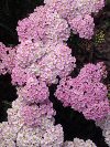 Achillea