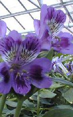 Alstroemeria