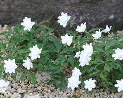 anemone_nemorosa.jpg