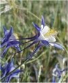 Aquilegia