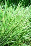 Acquatiche Acorus calamus