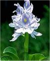 Acquatiche Eichhornia crassipes