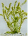Acquatiche Elodea densa