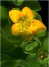 Acquatiche Hypericum anagalloides