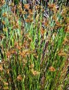 Acquatiche Juncus effusus