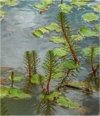 Acquatiche Myriophyllum verticillatum