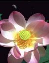 Acquatiche Nelumbo nucifera