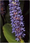 Acquatiche Pontederia cordata