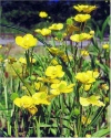 Acquatiche Ranunculus lingua