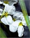 Sagittaria latifolia