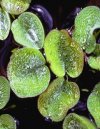 Salvinia minima