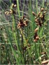 Scirpus