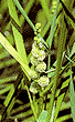 Sparganium erectum