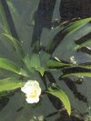 Stratiotes aloides
