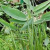 Thalia dealbata