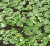 Acquatiche Trapa natans