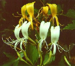 Linguaggio dei fiori Caprifoglio