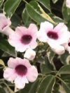 Rampicanti Pandorea jasminoides