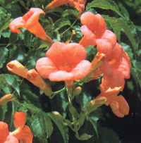 Bignonia