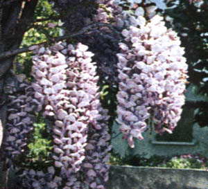 Glicine