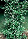 Rampicanti Trachelospermum jasminoides