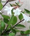Abelia