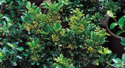 Aglaia odorata
