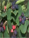 Amelanchier rotundifolia