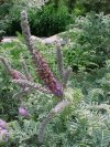 Amorpha fruticosa