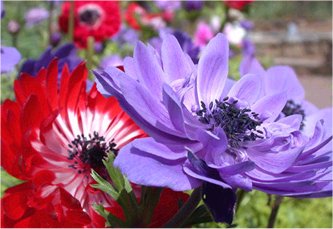 Bulbi Anemone coronaria