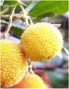Arbutus