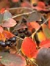 Arbusti Aronia melanocarpa