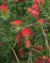 Arbusti Callistemon
