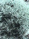 Arbusti Calocephalus brownii