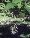 Arbusti Chionanthus virginianus