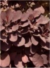 Arbusti Cotinus coggygria