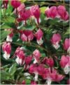 Annuali Dicentra spectabilis