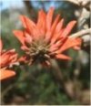 Arbusti Erythrina crista galli