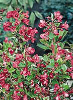 Arbusti Escallonia