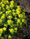 Arbusti Euphorbia